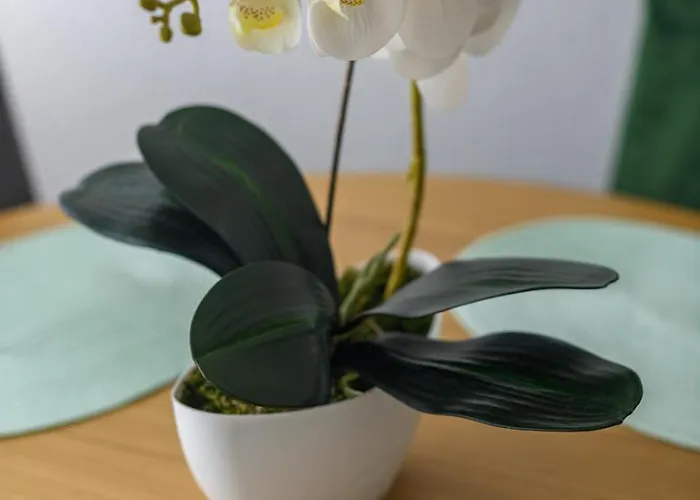 Cesarica Apartman Trogir